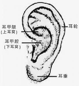 综合隆鼻选用耳软骨真正原因 米扬丽格为你讲解